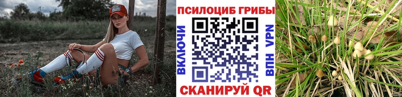 Галлюциногенные грибы Psilocybine cubensis  Мышкин 